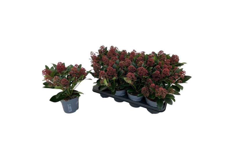 Skimmia japonica rubella Skimmia japonica Rubella 10+ bloemen 10 bl. 