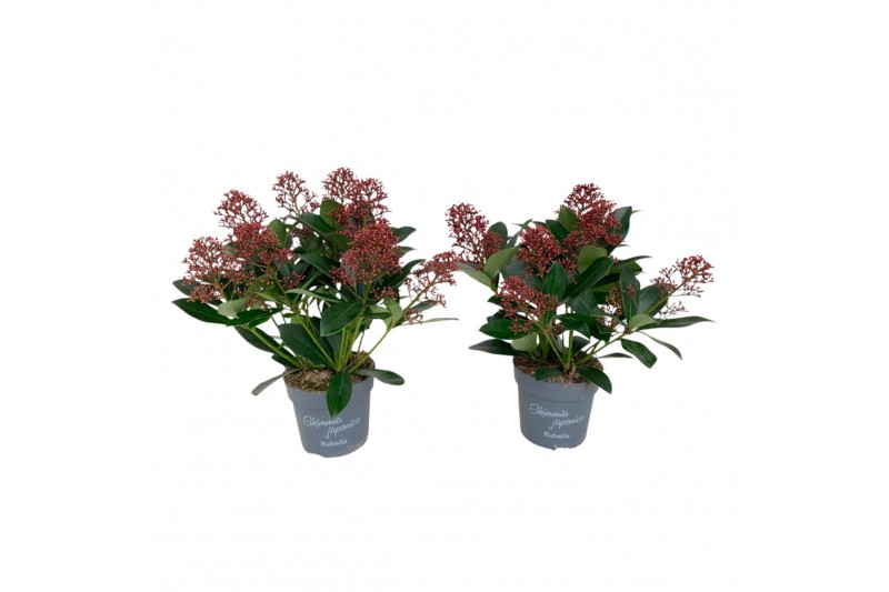 Skimmia japonica rubella Skimmia Japonica Rubella 7+ bloem 7 bl. 
