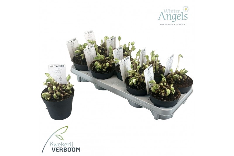 Helleborus niger verboom beauty Helleborus verboom beauty 10+ bloem 10 