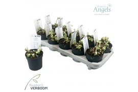 Helleborus niger verboom beauty Helleborus verboom beauty 8+ bloem 8 b