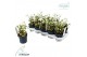 Helleborus niger verboom beauty Helleborus verboom beauty 8+ bloem 8 b 