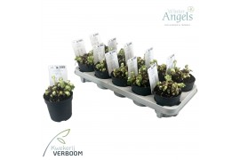 Helleborus niger verboom beauty Helleborus Verboom Beauty p10 10+ bloe