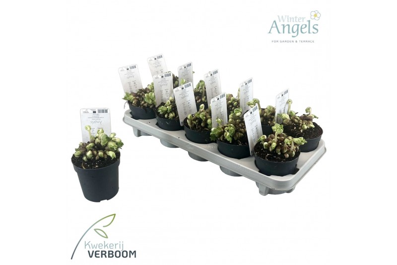 Helleborus niger verboom beauty Helleborus Verboom Beauty p10 10+ bloe 