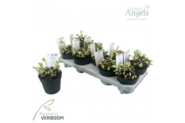 Helleborus niger verboom beauty Helleborus Verboom Beauty p12 12+ bloe