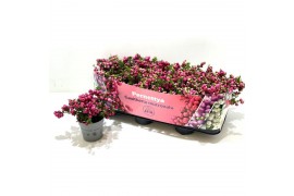 Gaultheria mucronata Gaultheria mucronata Rood