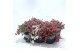 Gaultheria mucronata Gaultheria mucronata Mixtray 