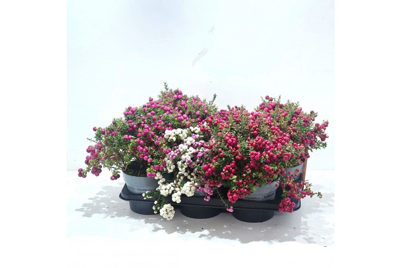 Gaultheria mucronata Gaultheria mucronata Mixtray 