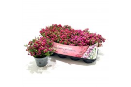 Gaultheria mucronata Gaultheria mucronata Mixtray