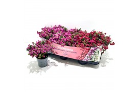 Gaultheria mucronata Gaultheria mucronata Mixtray