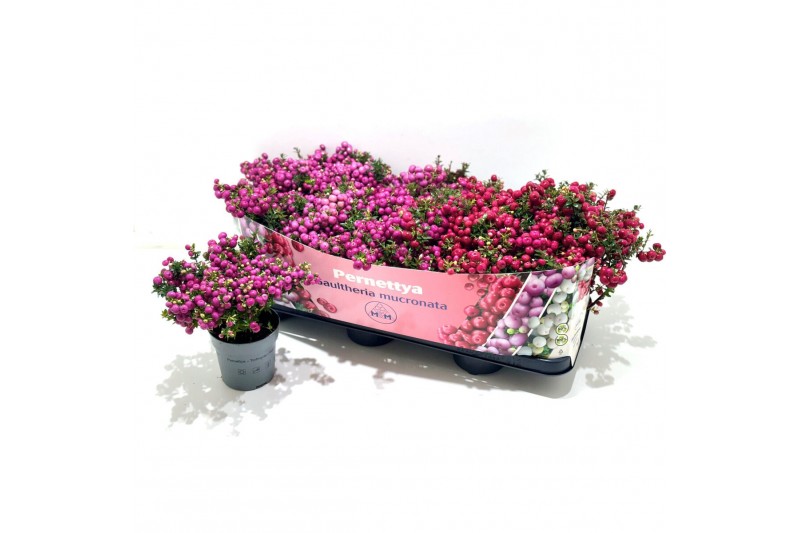 Gaultheria mucronata Gaultheria mucronata Mixtray 