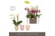 Phalaenopsis multiflora mix Optifriend Mix 2 spike in Emilia Mix Aquo1 
