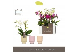 Phalaenopsis multiflora mix Optifriend Mix 2 spike in Emilia Mix Aquo1