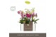 Phalaenopsis multiflora mix Optifriend Mix 2 spike in Emilia Mix Aquo1 