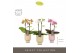 Phalaenopsis multiflora mix Optifriend Mix 2 spike in Emilia Mix Aquo1 