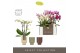 Phalaenopsis multiflora mix Optifriend Mix 3 spike in Emilia Mix Aquo1 