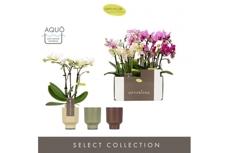 Phalaenopsis multiflora mix Optifriend Mix 3 spike in Emilia Mix Aquo1 