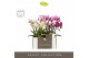 Phalaenopsis multiflora mix Optifriend Mix 3 spike in Emilia Mix Aquo1 