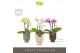 Phalaenopsis multiflora mix Optifriend Mix 3 spike in Emilia Mix Aquo1 