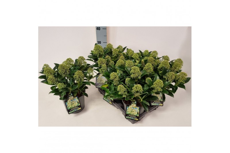 Skimmia japonica fragrant cloud Skimmia jap. Fragant Cloud6 bl. 