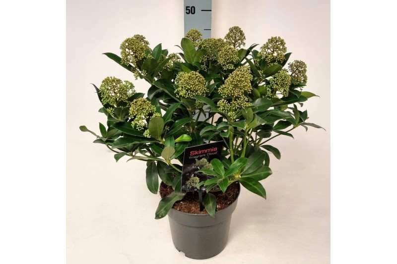 Skimmia japonica fragrant cloud Skimmia jap. Fragant Cloud15 bl. 