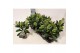 Skimmia japonica finchy Skimmia jap. Finchy 2 bl. 