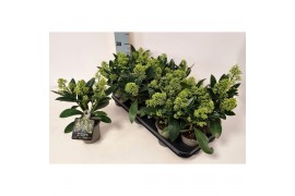 Skimmia japonica finchy Skimmia jap. Finchy 2 bl.