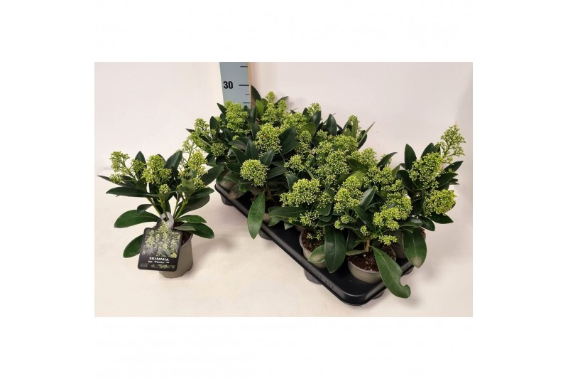 Skimmia japonica finchy Skimmia jap. Finchy 2 bl. 