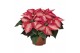 Euphorbia pul. premium ice crystal Poinsettia Premium Ice Crystal 6cm  