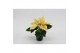 Euphorbia saturnus marble Poinsettia Marble 6cm Zonder Hoes1 bl. 