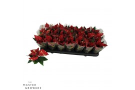 Euphorbia pul. superba new glitter Poinsettia Superba Glitter 6cm Met 