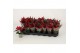 Euphorbia kayla red Kayla Red "Special Leaves" 6cm1 bl. 