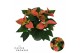 Euphorbia pul. viking cinnamon Poinsettia Viking Cinnamon 13cm 5 bloem 