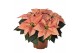 Euphorbia pul. viking cinnamon Poinsettia Viking Cinnamon 13cm 5 bloem 