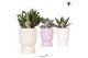 Succulenten mix Kolibri Greens Succulenten mix in Diabolo pot mix1 pp 