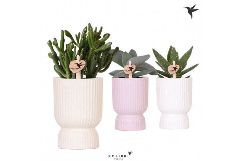 Succulenten mix Kolibri Greens Succulenten mix in Diabolo pot mix1 pp 