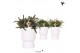 Rhipsalis mix Kolibri Greens Rhipsalis mix in Diabolo pot white1 pp 