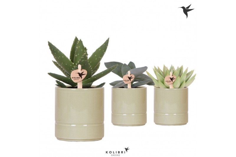 Succulenten mix Kolibri Greens Succulenten mix in Pastel pot green1 pp 