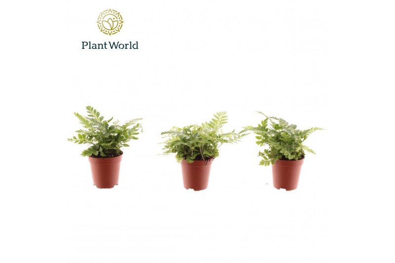 Varens Tiny Rumohra Adiantiformis Variegata 