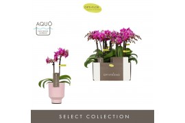 Phalaenopsis multiflora paars Optifriend Fay 2 spike in Emilia Pink Aq