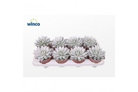 Echeveria agavoides Echeveria Agavoides Paint White1 bl.