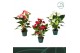 Anthurium andr. mix 4 kleuren Anthurium mix 14cm 4 kleuren5 bl. 