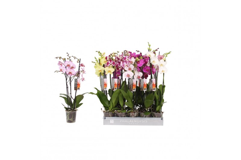 Phalaenopsis mix Phalaenopsis 7 color mix, 3-spike 22+22 bl. 3 tak/pln 