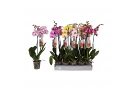 Phalaenopsis mix Phalaenopsis 7 color mix, 2-spike 18+18 bl. 2 tak/pln