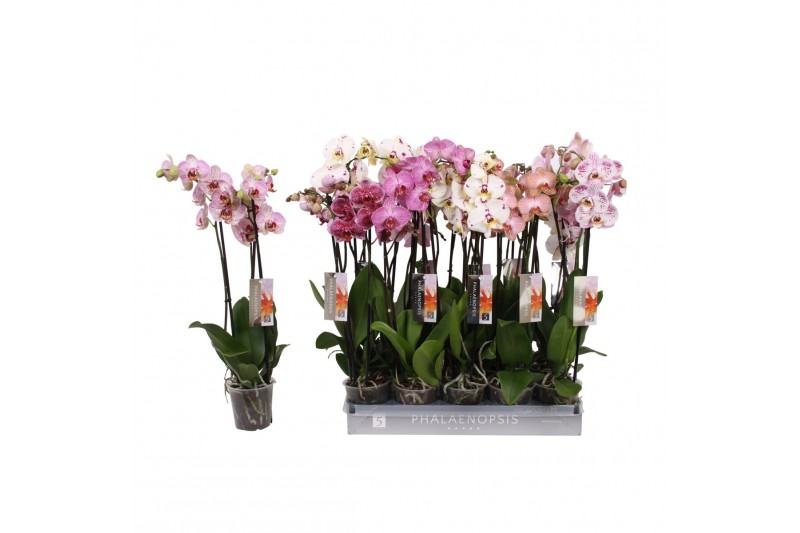 Phalaenopsis mix Phalaenopsis Specialty mix, 3-spike 22+22 bl. 3 tak/p 