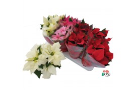 Euphorbia pul. mix Euphorbia 4 kleuren mix met hoes (kerststerren) 6 b