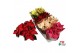 Euphorbia pul. mix Euphorbia 4 kleuren mix met hoes (kerststerren) 6 b 
