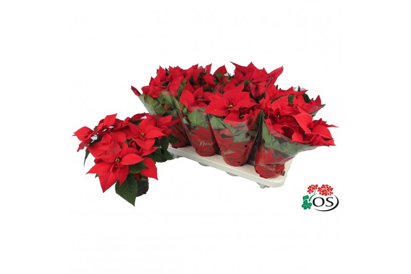 Euphorbia pul. mars Euphorbia Mars red vertakt met hoes 6 bl. 