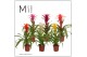 Guzmania mix Guzmania Suerte Cupcake - 12cm | Mimesis 