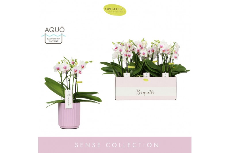 Phalaenopsis multiflora wit Boquetto Passione 3-5 spike in Molise Lila 