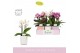 Phalaenopsis multiflora mix Boquetto Pinko Mix 3-5 spike in Molise Mix 